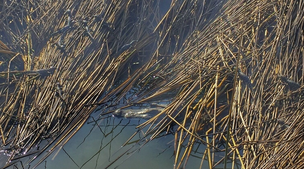 Alligator and lots of babies.