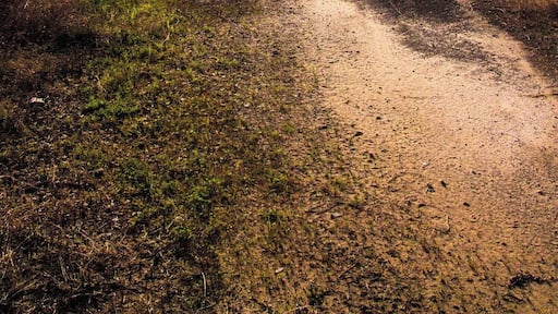 Due to work I don't have an opportunity to get out and shoot for about 5 months out of the year. This is the first shot I've uploaded in awhile.
Had a chance to get away and travel this past weekend and went off the beaten path to a place I've always wanted to go. Texas Highway 87 used to run along the coast from Sabine Pass down to Point Bolivar. Many of hurricane have washed this road out time after time and it was rebuilt over and over again until finally in 1990 the state of Texas said no more. In places it has been totally reclaimed by the gulf and mother nature but there are a few reaming spots where the old road still peaks through the sand and grass.
It takes a hike but is pretty cool to see the old remains in this remote stretch of Texas.
#road #oldroad #texas #deserted