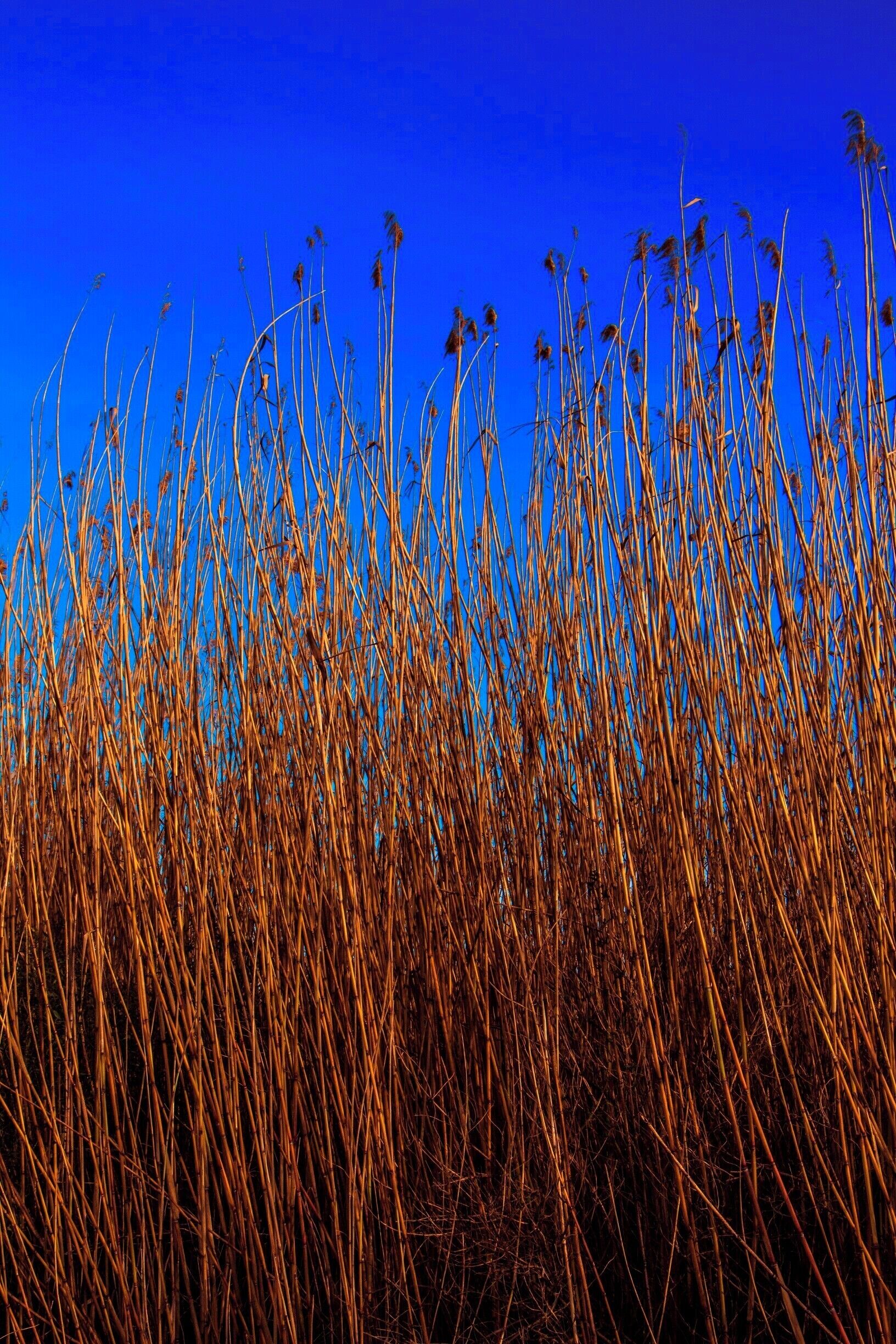 Texas Highway 87 used to run along the coast from Sabine Pass down to Point Bolivar.  Many of hurricane have washed this road out time after time and it was rebuilt over and over again until finally in 1990 the state of Texas said no more.  In places it has been totally reclaimed by the gulf and mother nature but there are a few reaming spots where the old road still peaks through the sand and grass.

This past weekend had spectacular blue skies and the bright golden color of the dried cane along the side of the old road made for great contrast.

#beach #Texas
