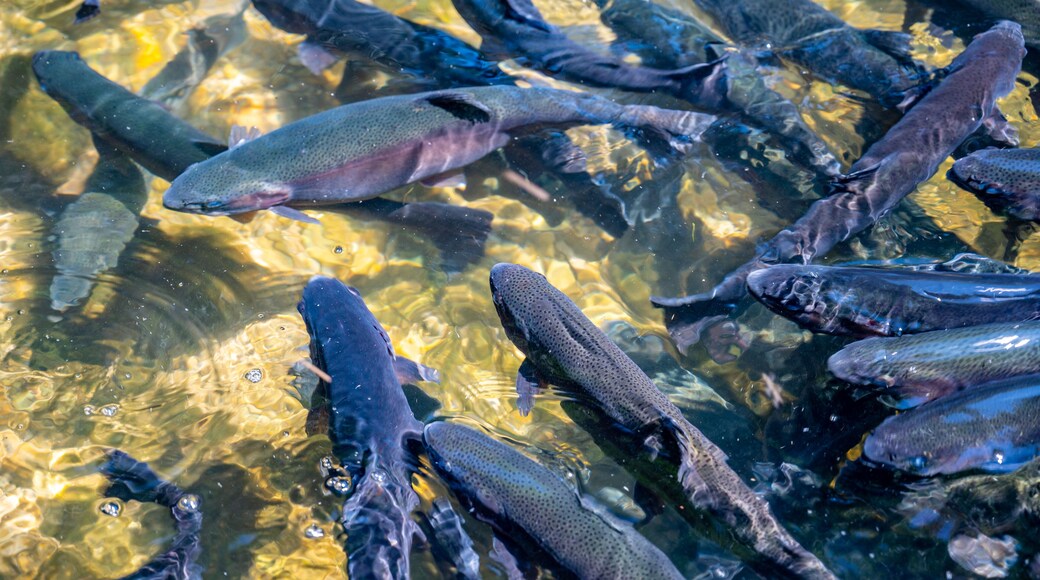 National Fish Hatchery & Aquarium