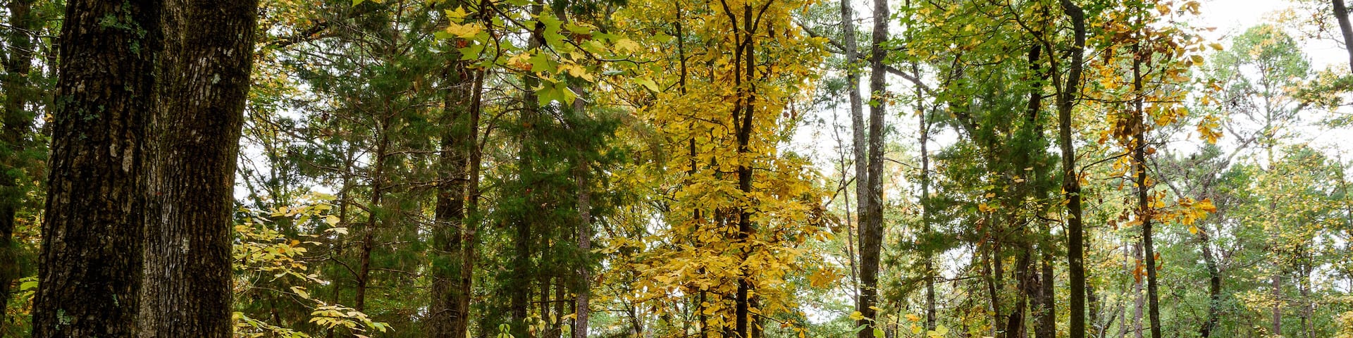 Fall Foliage - Lake Bob Sandlin SP-6617