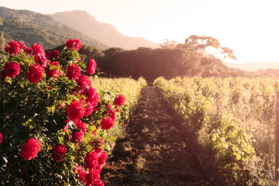 Viñedo con hileras de vides y un sendero que lo atraviesa.