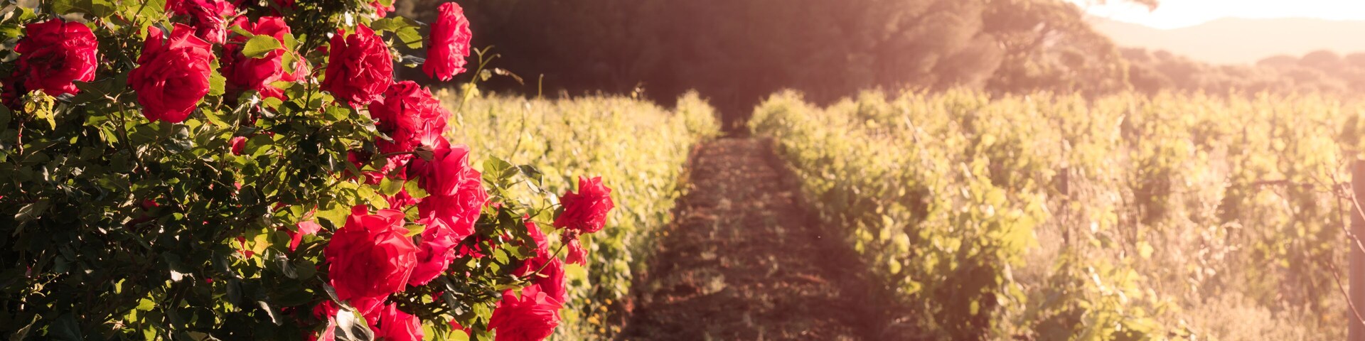 Red roses in vineyard in Corsica