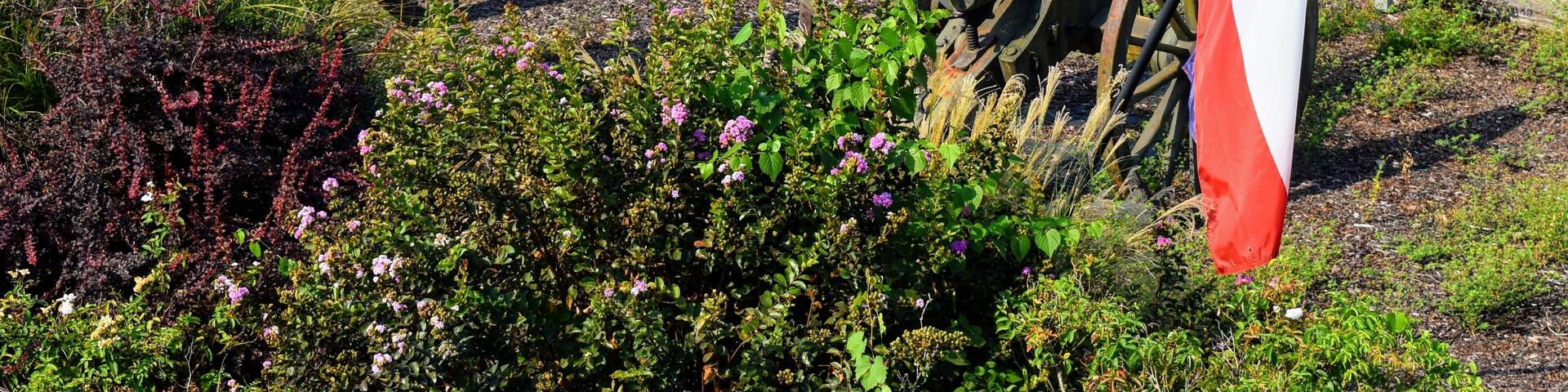 Civil war guns at Vicksburg