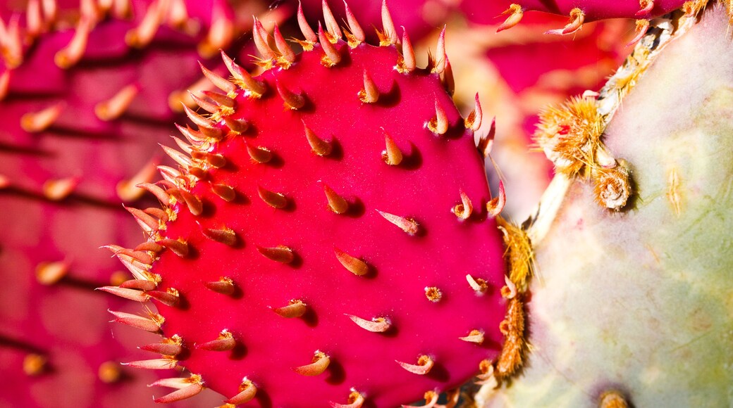 Heart shaped pink Cactus