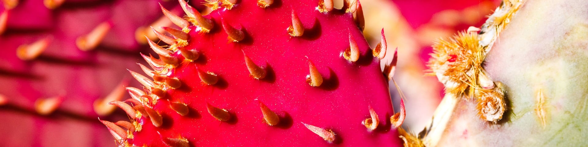 Heart shaped pink Cactus