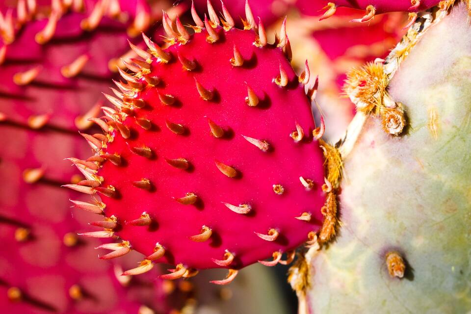 Un gros plan d’un cactus avec des épines et une fleur rouge.