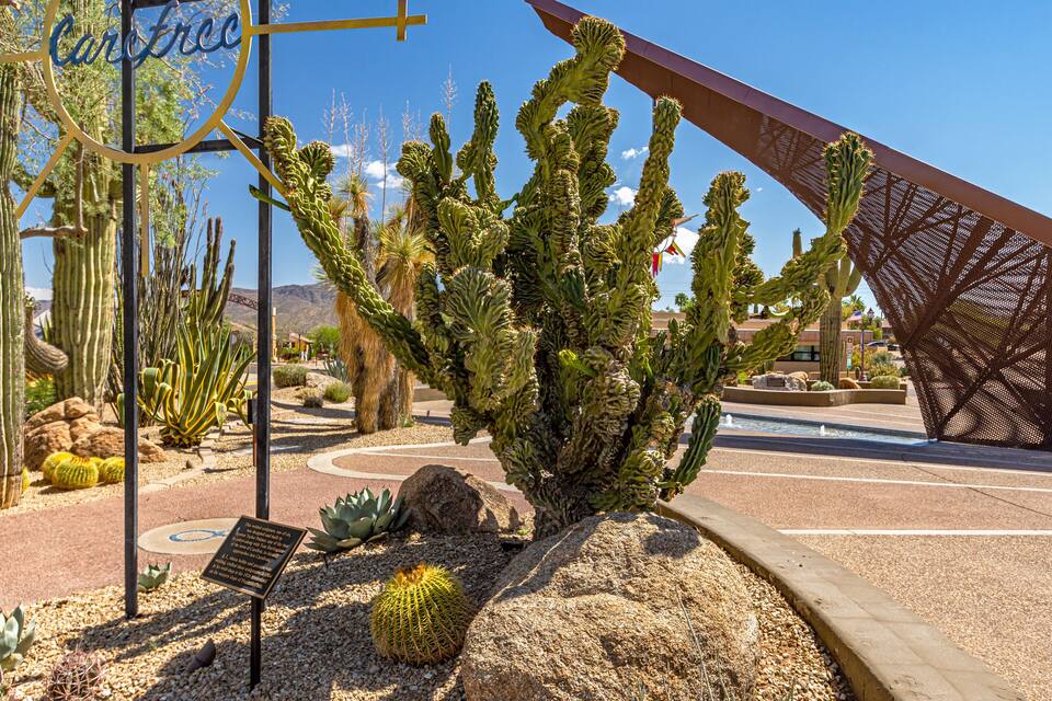 A desert garden with various cacti and a sign that reads "Carfree."
