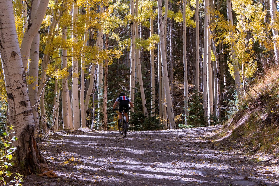A cyclist on a dirt path surrounded by birch trees with yellow leaves.