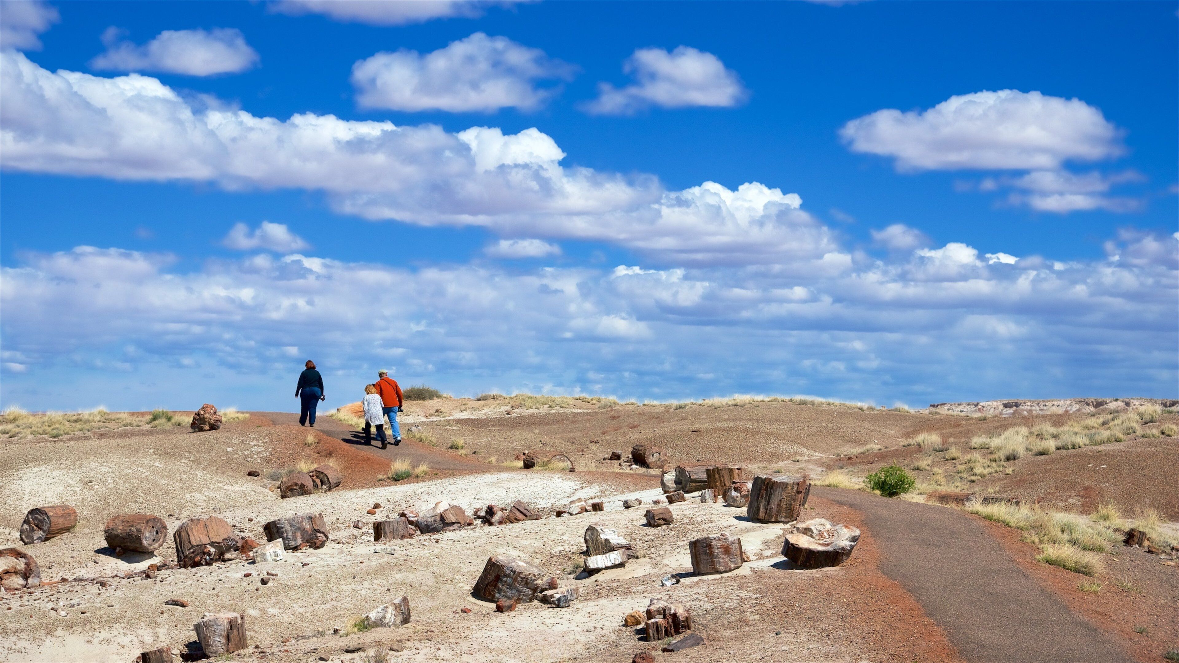石化森林国家公园