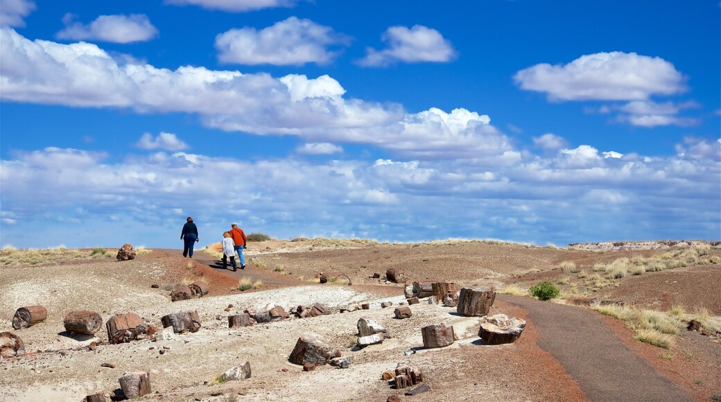 石化森林国家公园