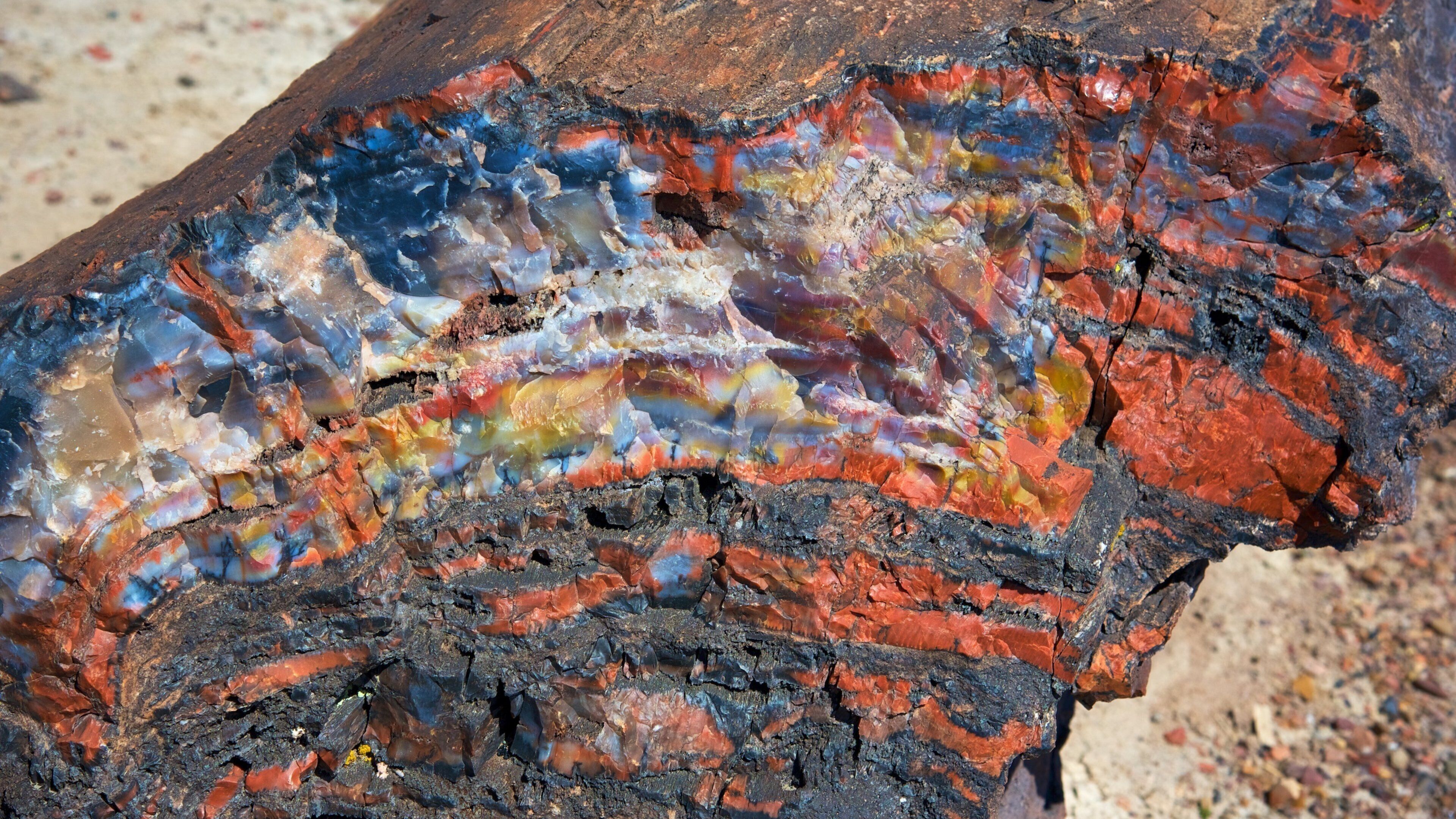 石化森林國家公園 其中包括 沙漠景觀 和 寧靜的景觀