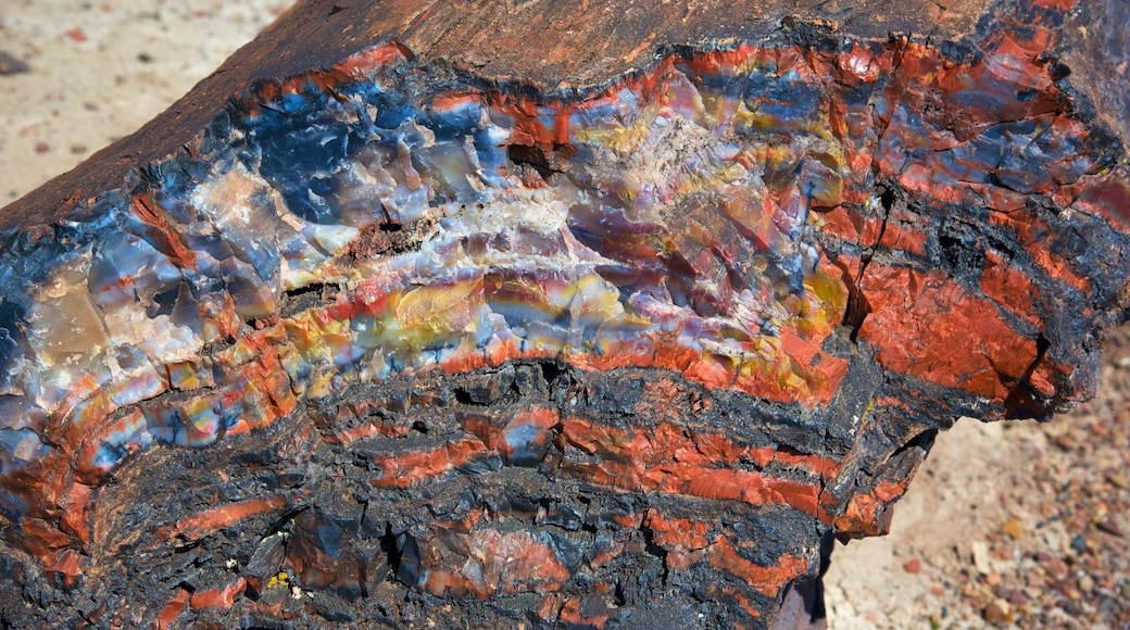 石化森林國家公園 其中包括 寧靜風景 和 沙漠風景