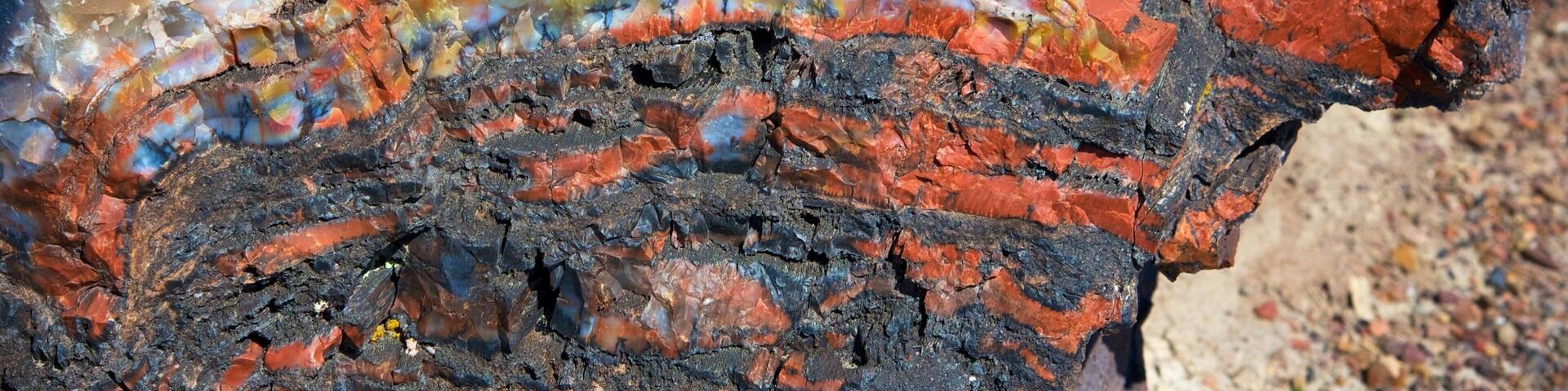 Petrified Forest National Park showing tranquil scenes and desert views