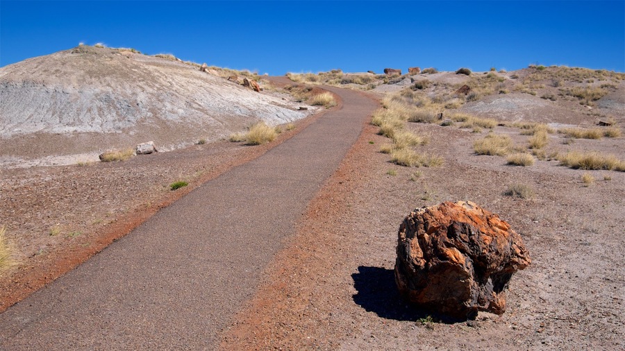 Petrified Forest National Park featuring desert views and tranquil scenes