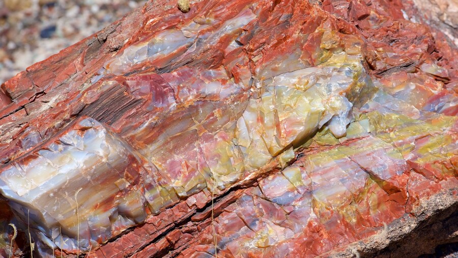 Petrified Forest National Park