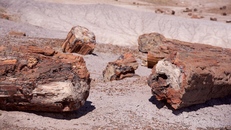 Crystal Forest Loop showing desert views