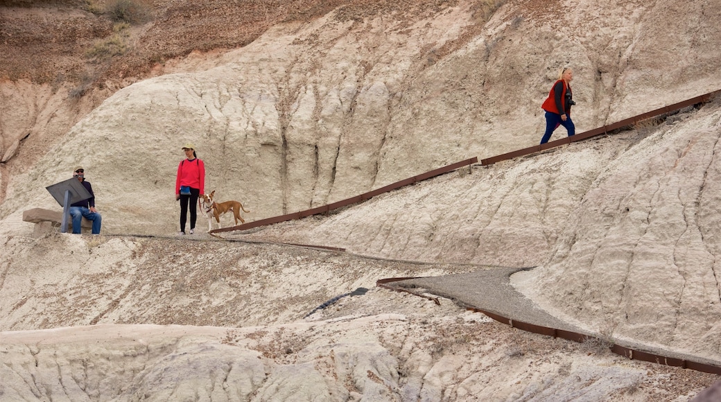 Petrified Forest National Park which includes desert views and tranquil scenes as well as a small group of people