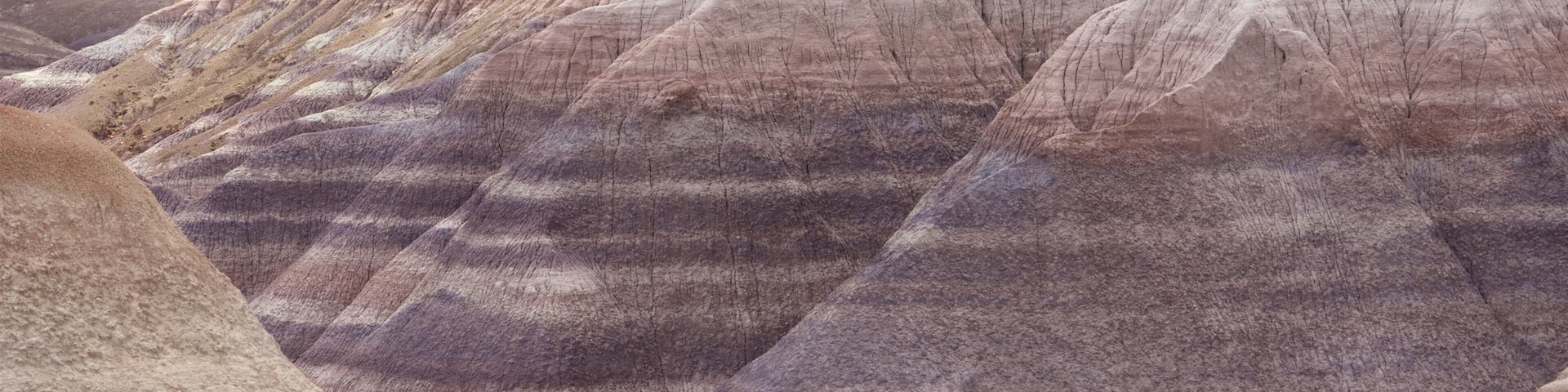 Petrified Forest National Park featuring desert views and tranquil scenes