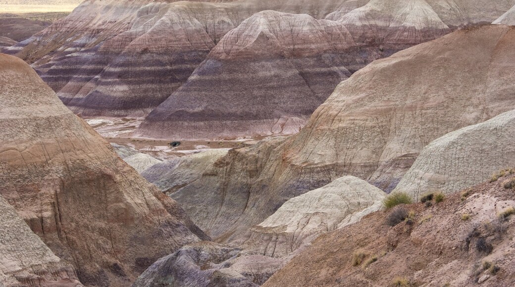 石化森林国家公园