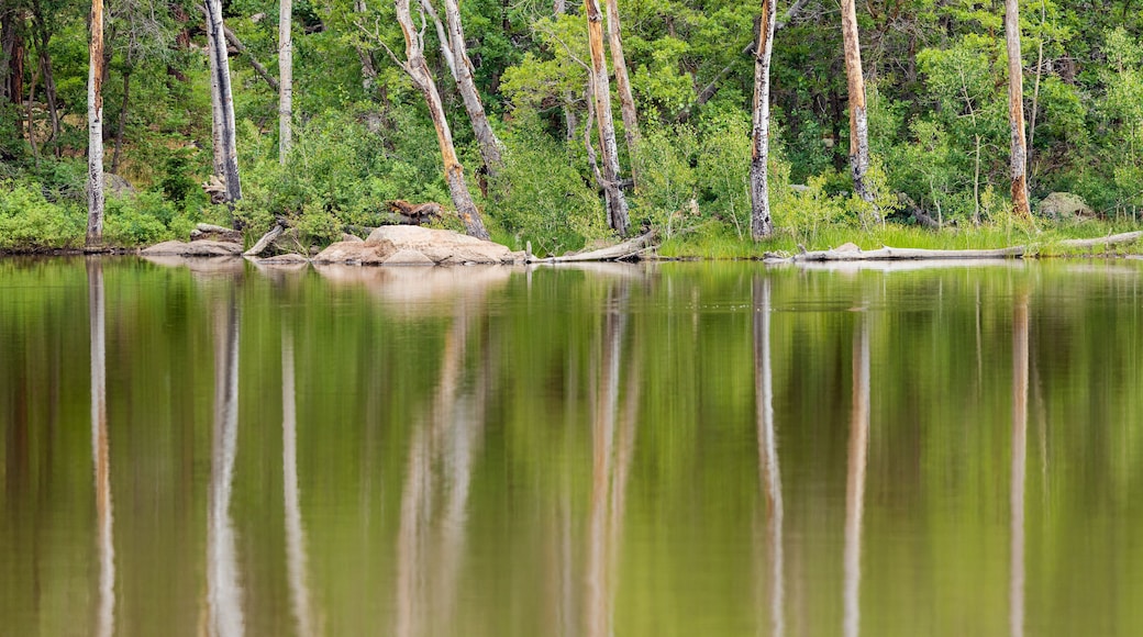 The trunks of dead trees create a ghostly reflection on the water of Buckskinner Lake in Williams, AZ.