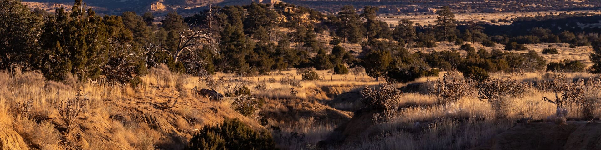 Hiking Mount Taylor a Stratovolcano in Grants New Mexico Cibola National Monument