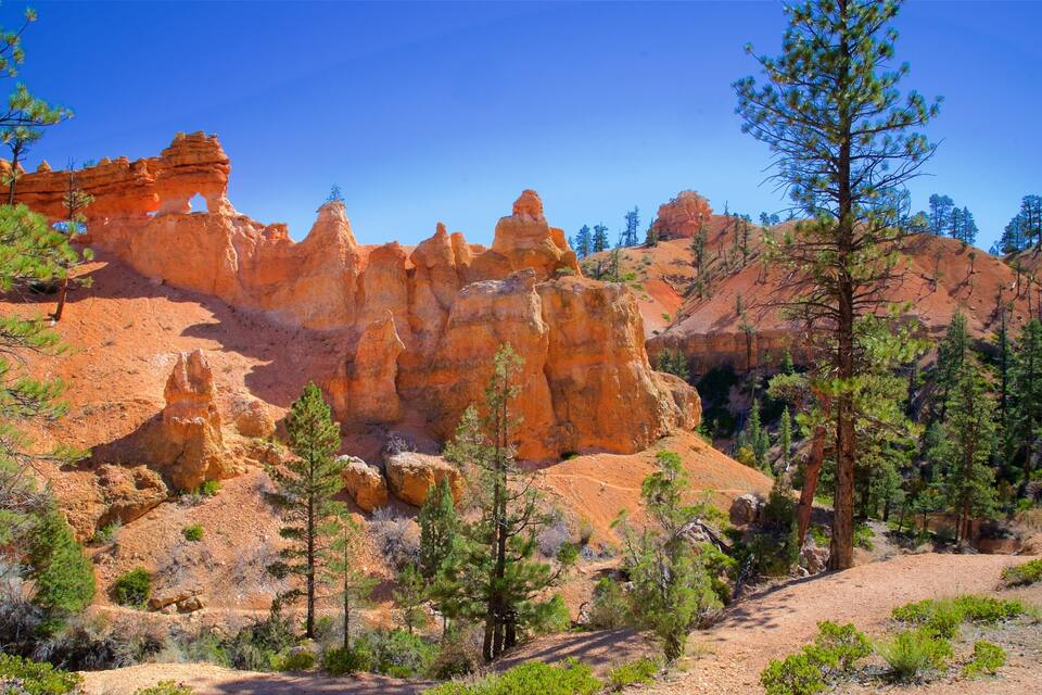 A rocky landscape with prominent red formations and scattered pine trees.