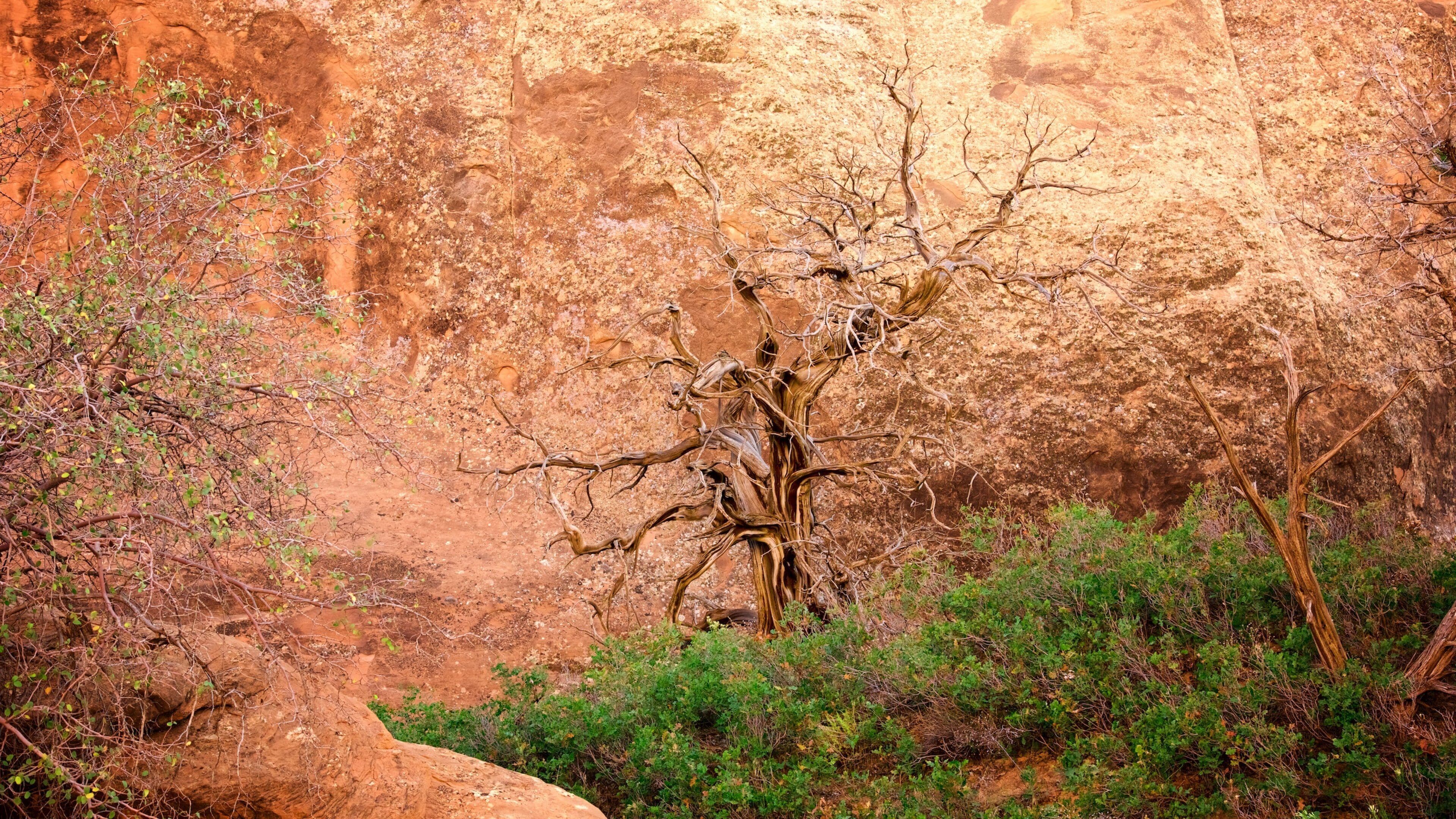 Devils Garden which includes desert views
