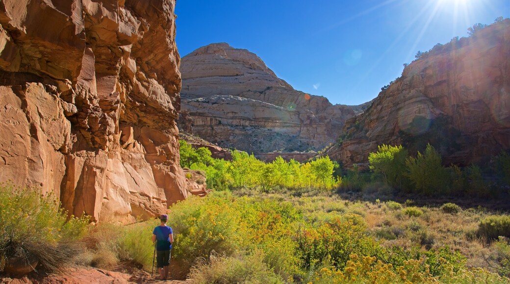 Capitol Reef nasjonalpark som inkluderer ørkenutsikt, rolig landskap og kløft eller juv