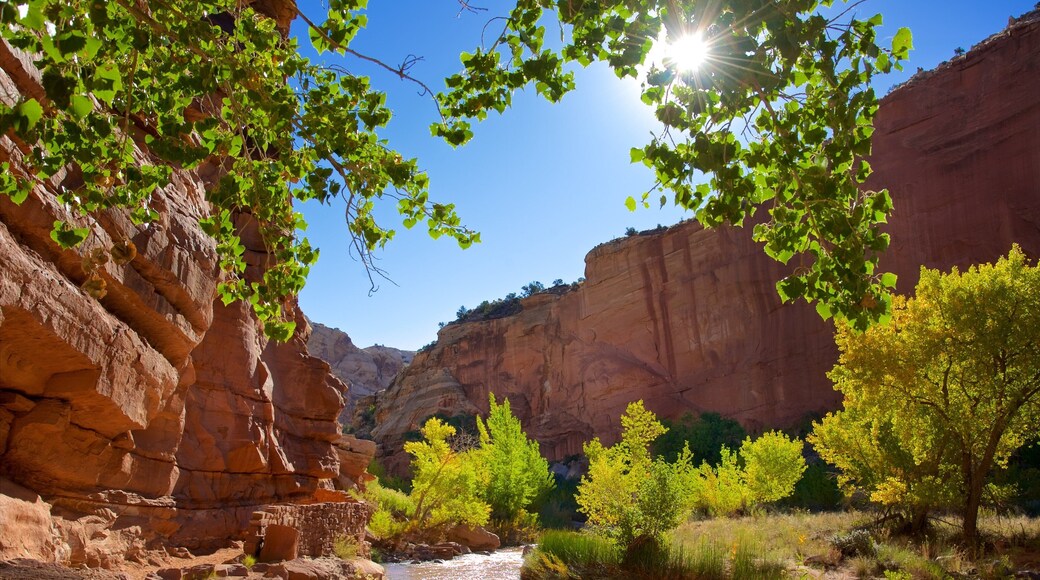 Capitol Reef National Park featuring desert views, tranquil scenes and a gorge or canyon