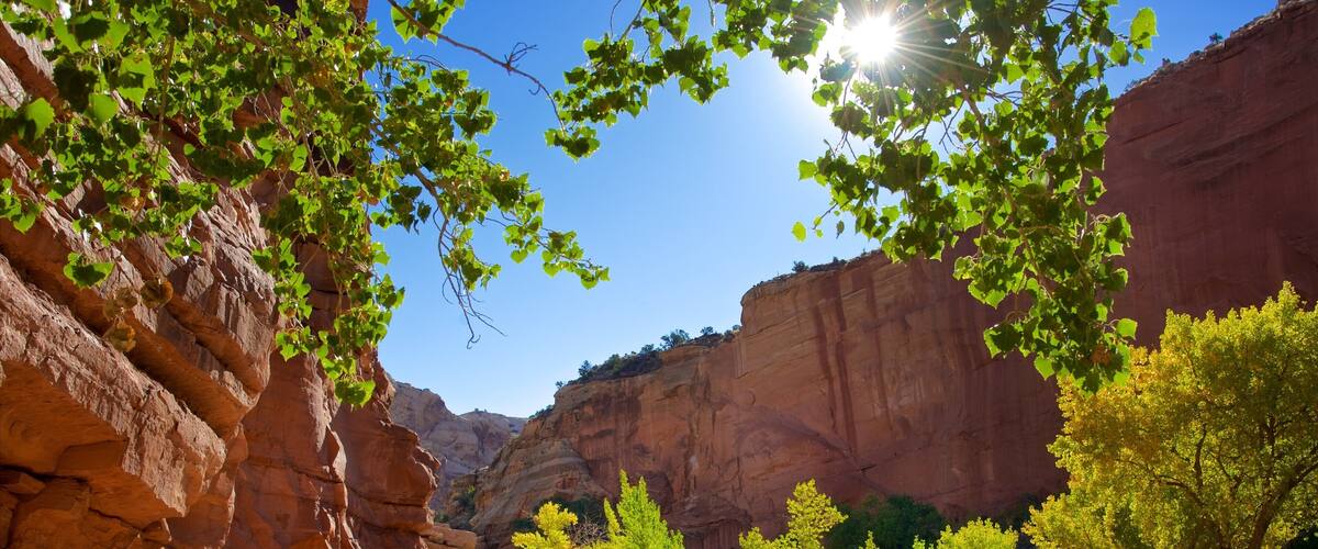 A canyon with a river, green foliage, and a clear blue sky.