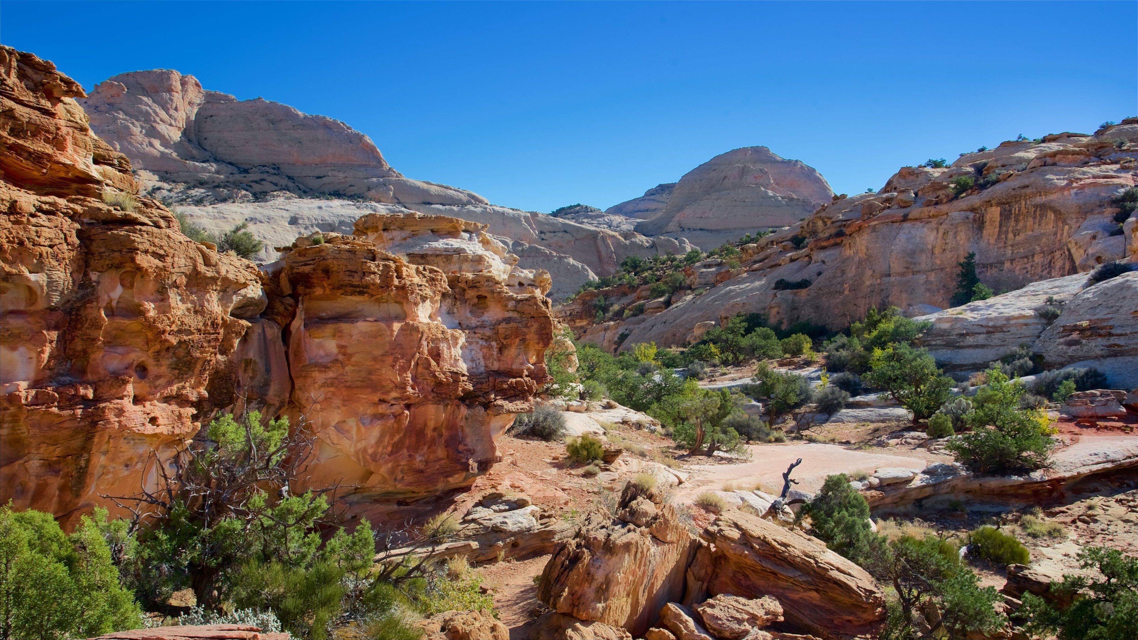 Capitol Reef National Park showing tranquil scenes, desert views and a gorge or canyon