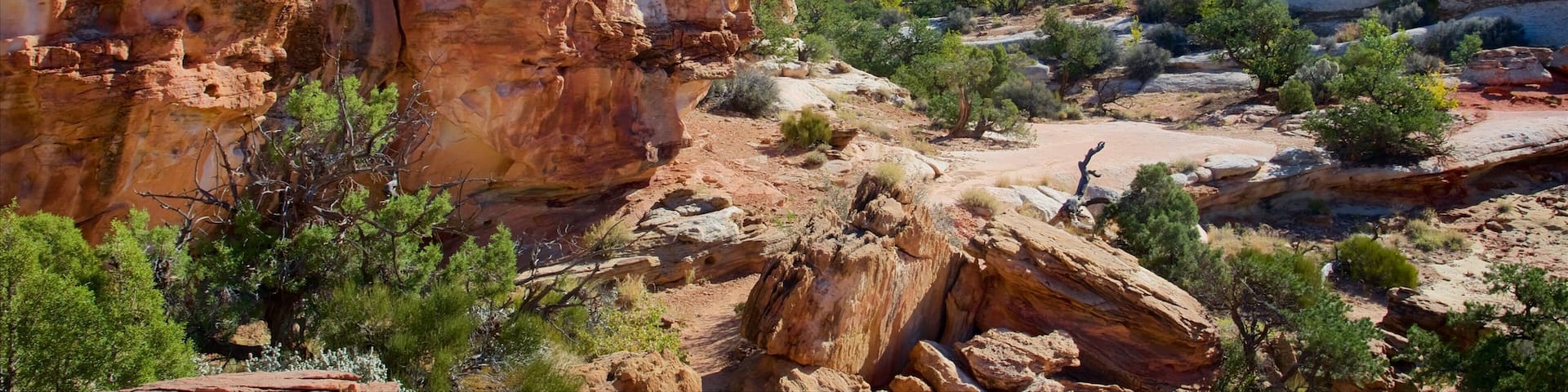 Capitol Reef National Park que incluye vistas al desierto, escenas tranquilas y un barranco o cañón