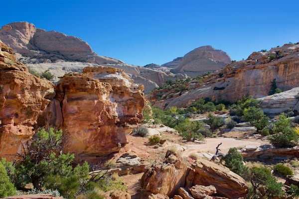 Capitol Reef National Park showing tranquil scenes, a gorge or canyon and desert views