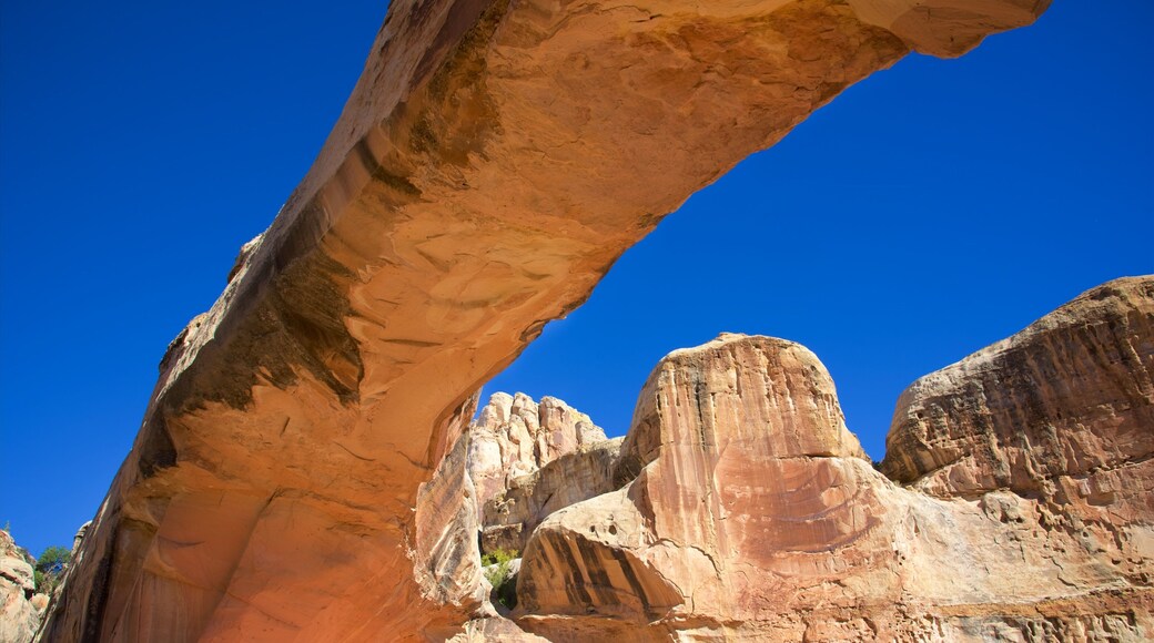 Capitol Reef National Park showing desert views, a gorge or canyon and tranquil scenes