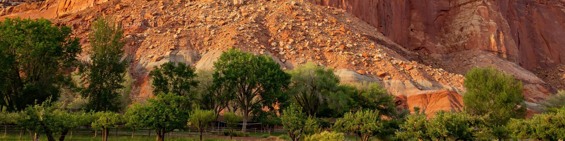 Beautiful Orchard trees along the Scenic drive of Capitol Reef National Park