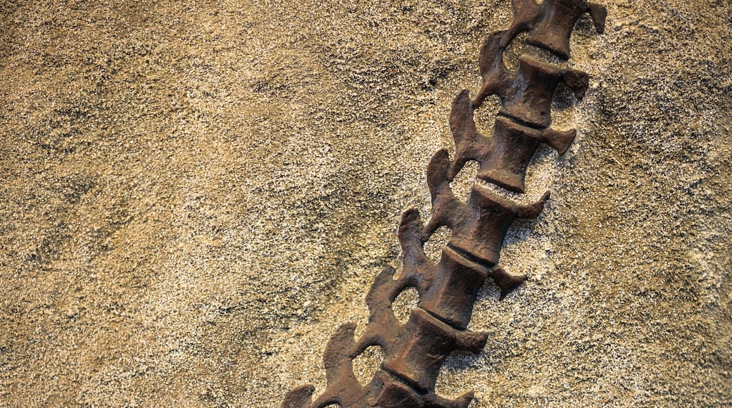 Prehistoric Dinosaur Bones on Display in Large Quarry