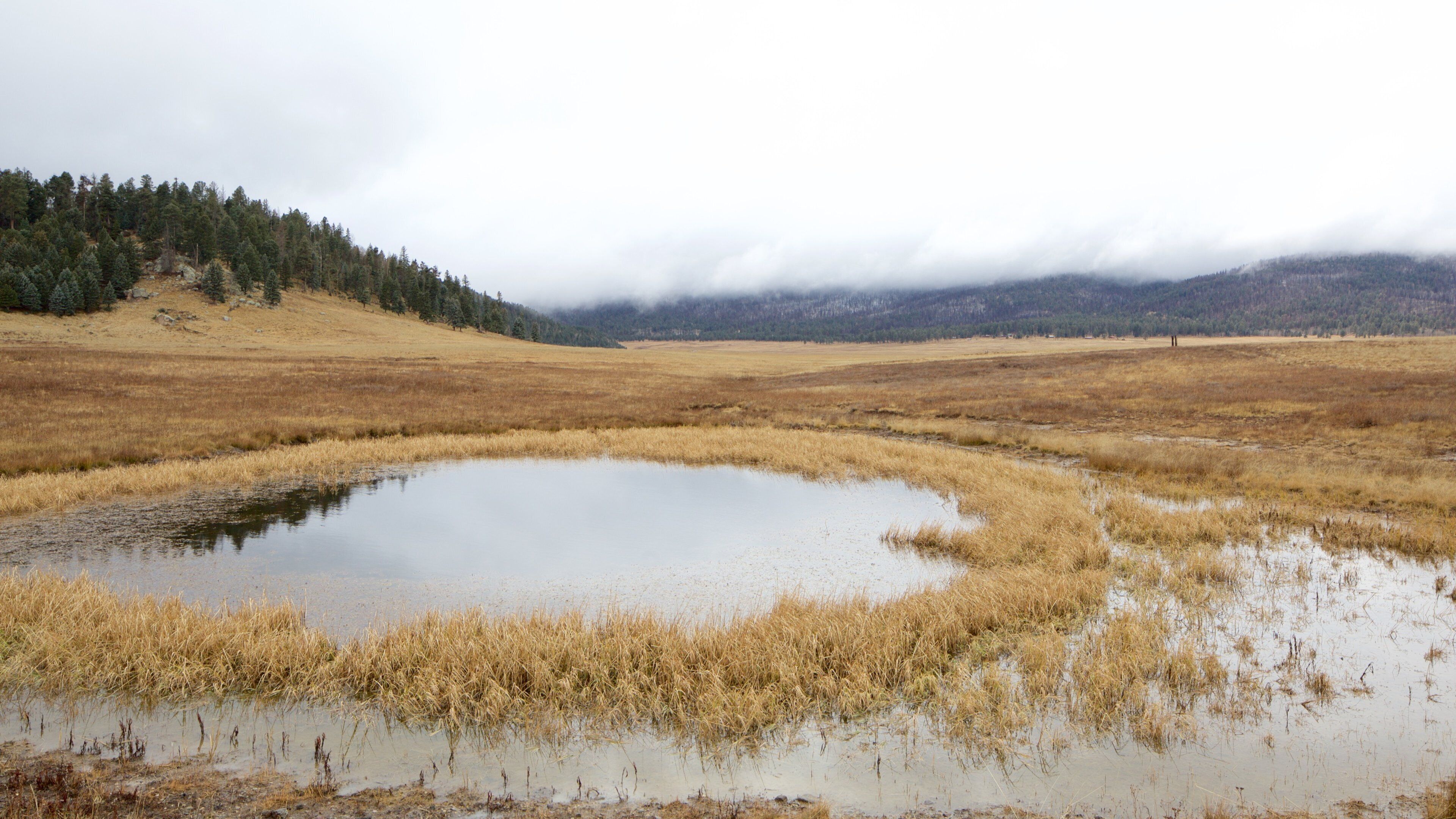 A wetland with a small pond surrounded by dry grassland and a forested hill in the background.