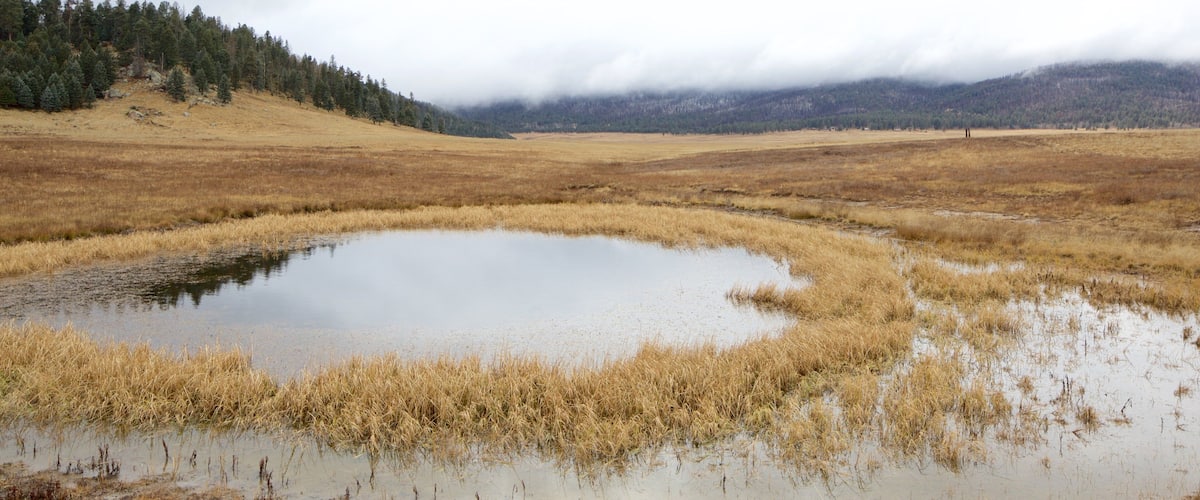 A wetland with a small pond surrounded by dry grassland and a forested hill in the background.