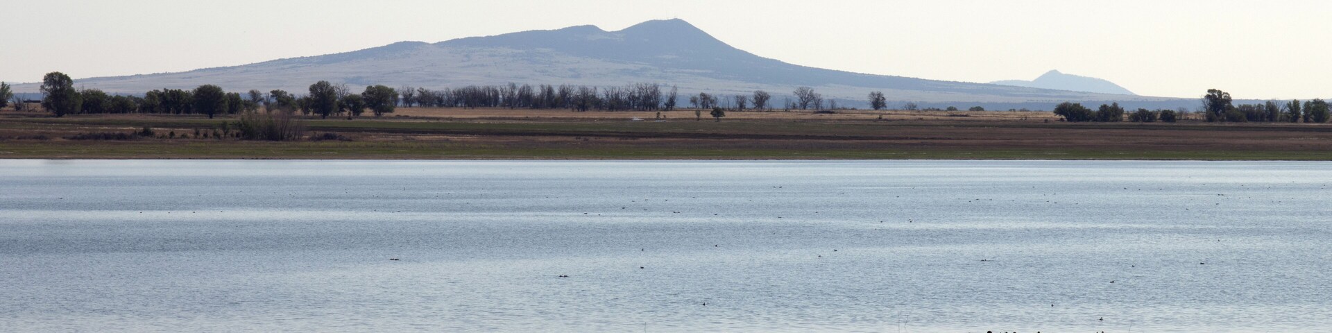 Panorama of dawn light on a flock of American Coots and Lake Thirteen at Maxwell National Wildlife Refuge in New Mexico
