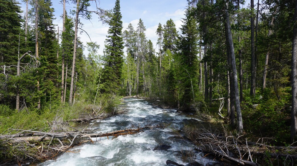 Fast-flowing Lake Creek in the Laurance S. Rockefeller Preserve in Grand Teton National Park - Wyoming, USA