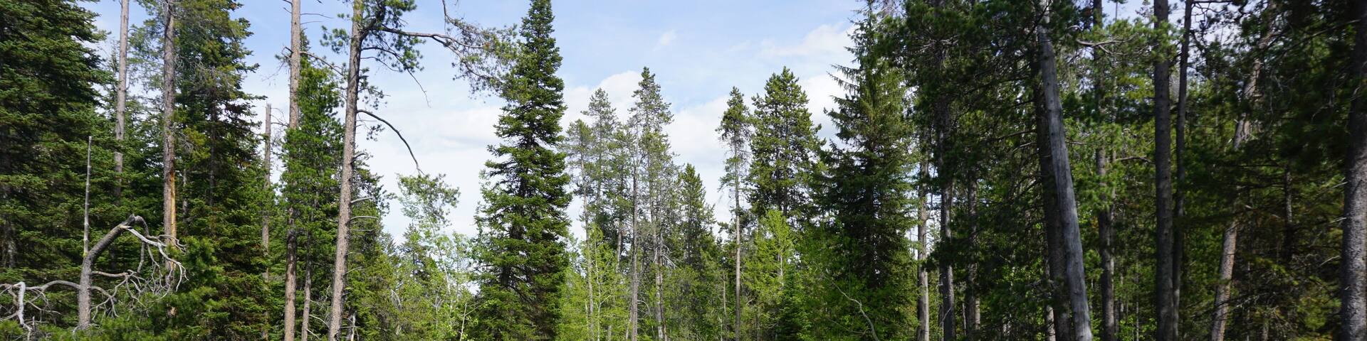 Fast-flowing Lake Creek in the Laurance S. Rockefeller Preserve in Grand Teton National Park - Wyoming, USA