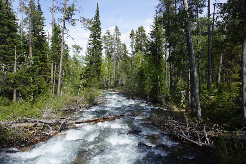 Un río caudaloso rodeado de un bosque denso.