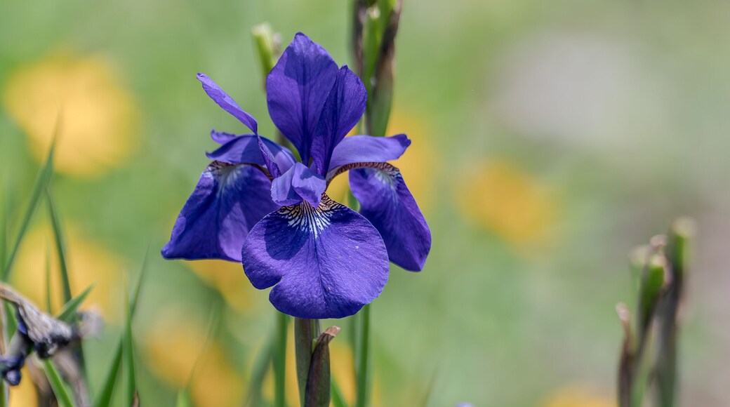 Wall iris in a garden
