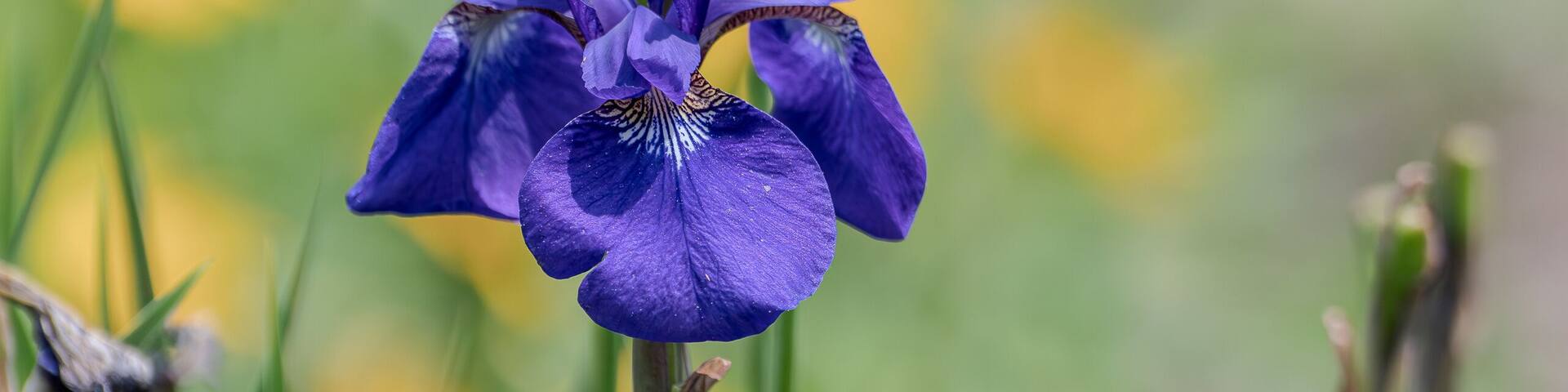 Wall iris in a garden