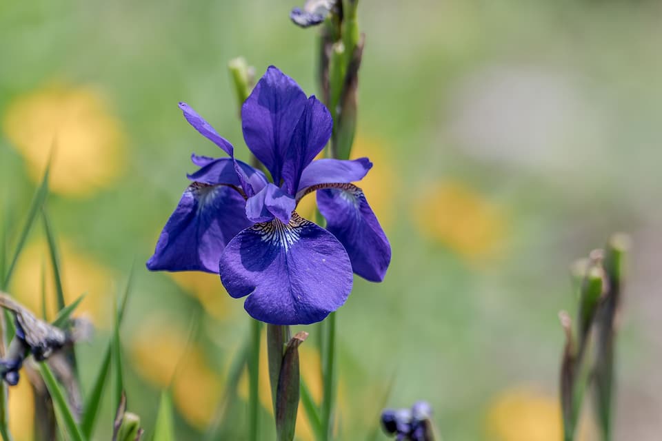 A purple iris flower surrounded by green grass and yellow flowers.