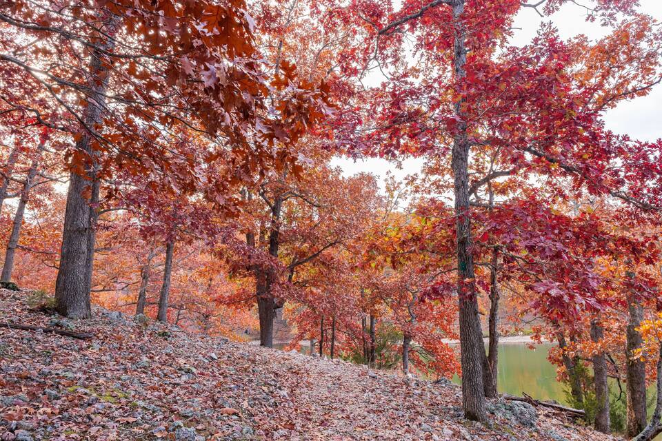 A forest with autumn-colored trees and a lake in the background.