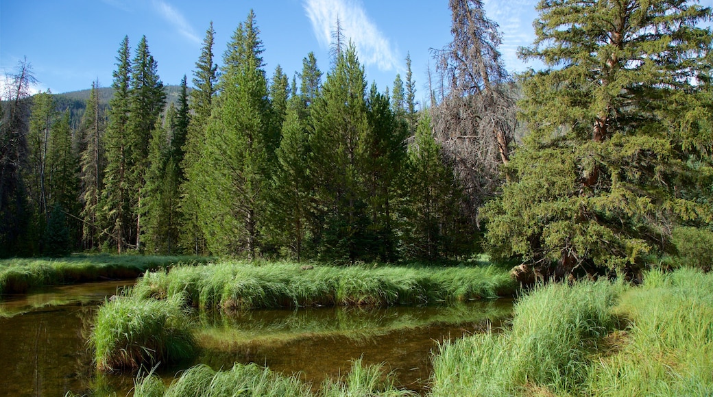 Estes Park featuring forest scenes and a river or creek
