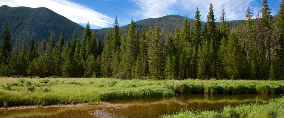 Adams Falls Trail montrant forĂȘts et zone humide