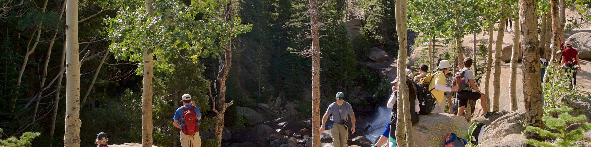 Estes Park caracterizando escalada ou caminhada e florestas assim como um pequeno grupo de pessoas